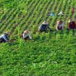 Ground Report: किसानों ने आम बजट में वित्त मंत्री से की राहत पैकेज की मांग